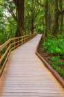 Boardwalk through rainforest at Milford Sound, Fiordland National Park, South Island, New Zealand Art Print